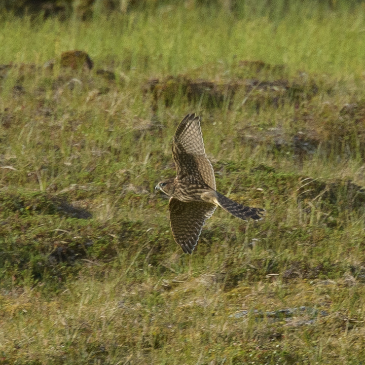 Merlin